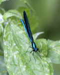Ebony Jewelwing Damselfly 2695